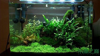 拱門魚缸造景的風格與技巧：拱門魚缸造景的技巧