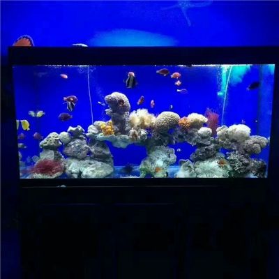 生態魚缸哪款好養：海洋生態魚缸哪款好養生態魚缸選購要點和特點