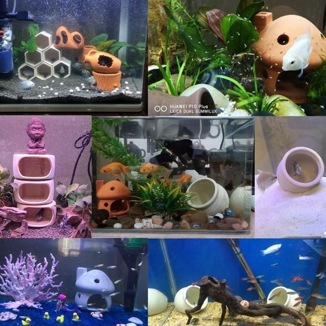 異型魚魚缸造景圖片：亞馬遜風(fēng)格魚缸造景技巧亞馬遜風(fēng)格魚缸布置技巧
