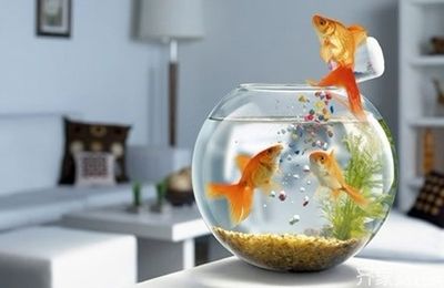 床頭放魚缸有什么講究：如何選擇適合家居的魚缸，魚缸風水與財運的關系 床頭放魚缸有什么講究：如何選擇適合家居的魚缸，魚缸風水與財運的關系 魚缸百科 第3張