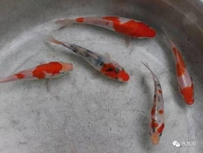 魚缸養(yǎng)魚的最佳數(shù)量：魚缸養(yǎng)魚的最佳數(shù)量取決于多種因素