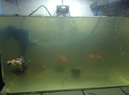 魚缸水質渾濁怎么辦？：剛給魚缸換完水，發(fā)現(xiàn)水質渾濁可能與多種因素有關