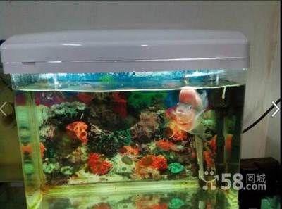 魚缸水質渾濁怎么辦？：剛給魚缸換完水，發(fā)現(xiàn)水質渾濁可能與多種因素有關