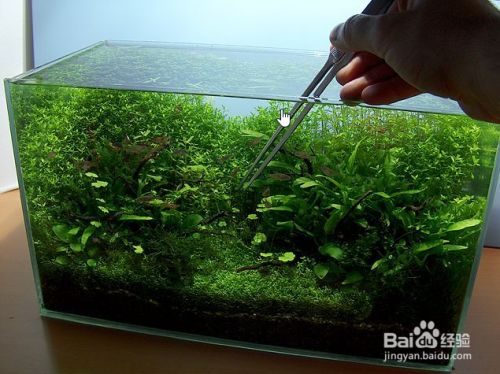 魚缸水質管理的其他要點：如何管理魚缸水質