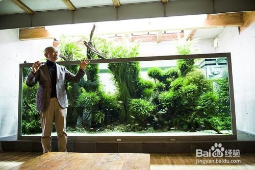 魚缸水質管理的其他要點：如何管理魚缸水質