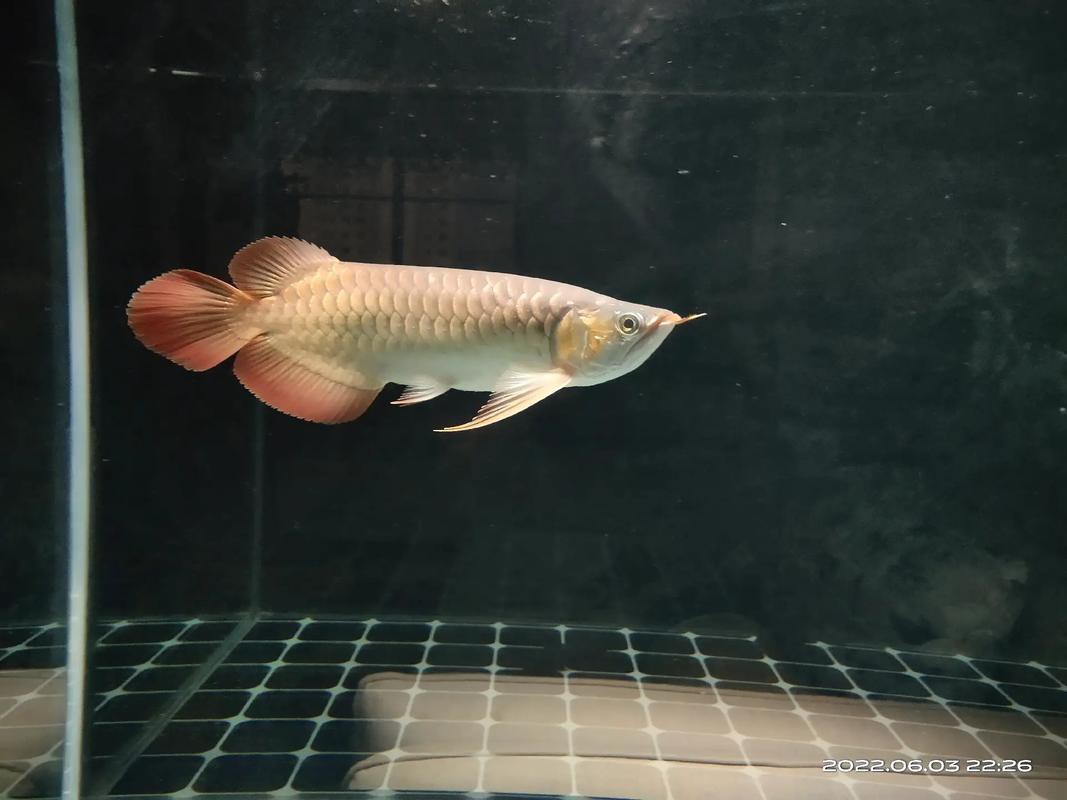 新加坡紅龍魚長大后發色了嗎圖片