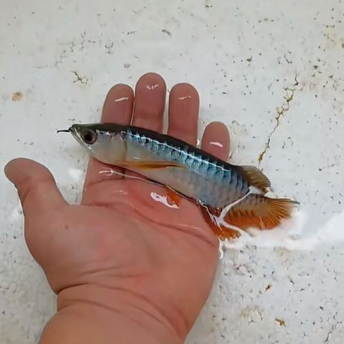 新加坡紅龍魚長大后發色了嗎圖片