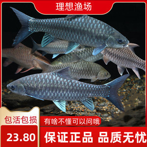 10公分吉羅魚多少錢一條啊