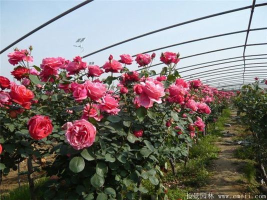 10公分吉羅魚多少錢一條啊