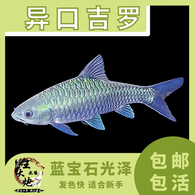 10公分吉羅魚多少錢一條啊