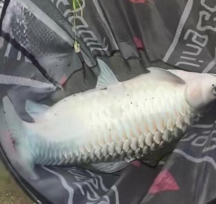 10公分吉羅魚多少錢一條啊
