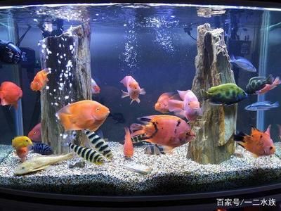 放鹽是養魚過程中的一種常見做法，可以用來殺菌、調節滲透壓和預防魚病：如何給魚缸放鹽