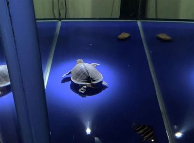 養一條龍魚和一條虎魚吉利嗎（龍魚和虎魚一起養具有一定的吉祥寓意和風水效果）