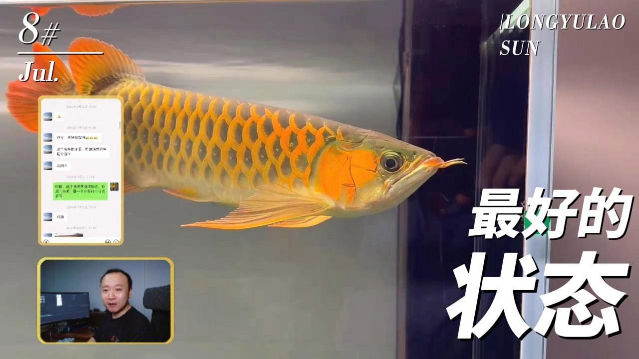 金龍魚怎么辨別好壞圖解