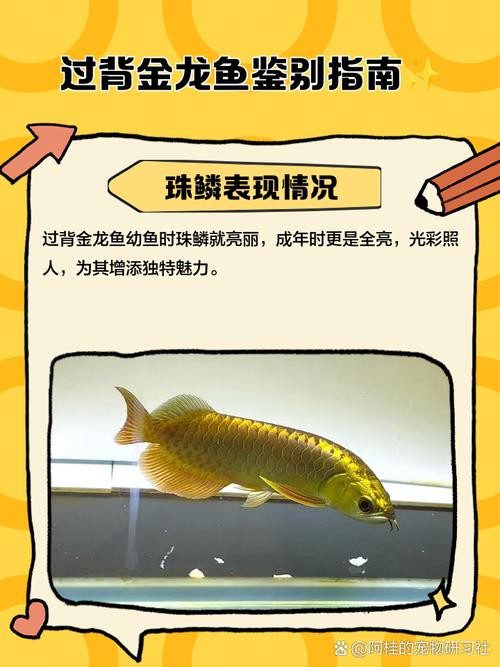 金龍魚怎么辨別好壞圖解
