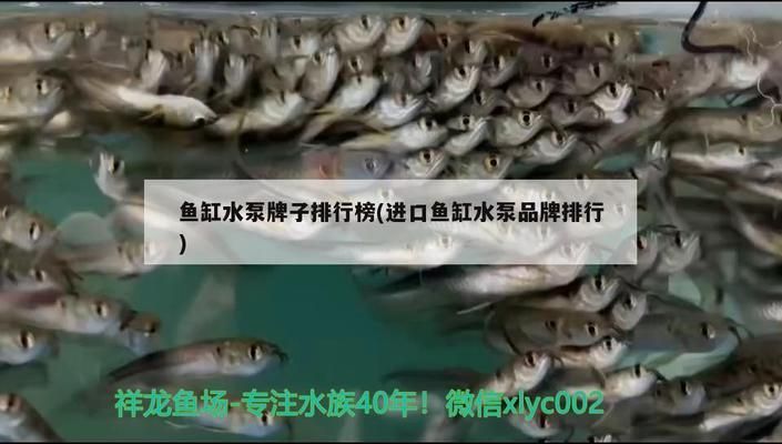 魚缸水泵品牌推薦：松寶品牌用戶評價魚缸水泵品牌森森水泵耐用性評測