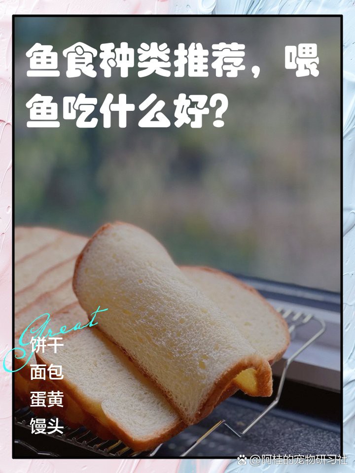 恐龍魚不吃飼料能活多久視頻
