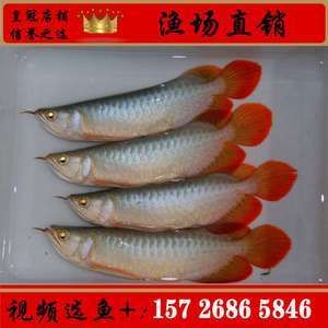 紅龍魚魚苗批發廠家電話地址（紅龍魚魚苗批發廠家）