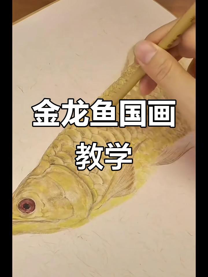 有沒(méi)有更多金龍魚(yú)動(dòng)態(tài)壁紙推薦？