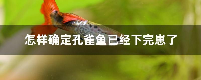 魚缸用增氧泵價格是多少:魚缸增氧機-xtrac增氧機-xtrac增氧機 怎樣確定孔雀魚已經下完崽了 全國水族館企業名錄 怎樣確定孔雀魚已經下完崽了 怎樣確定孔雀魚已經下完崽了 全國水族館企業名錄