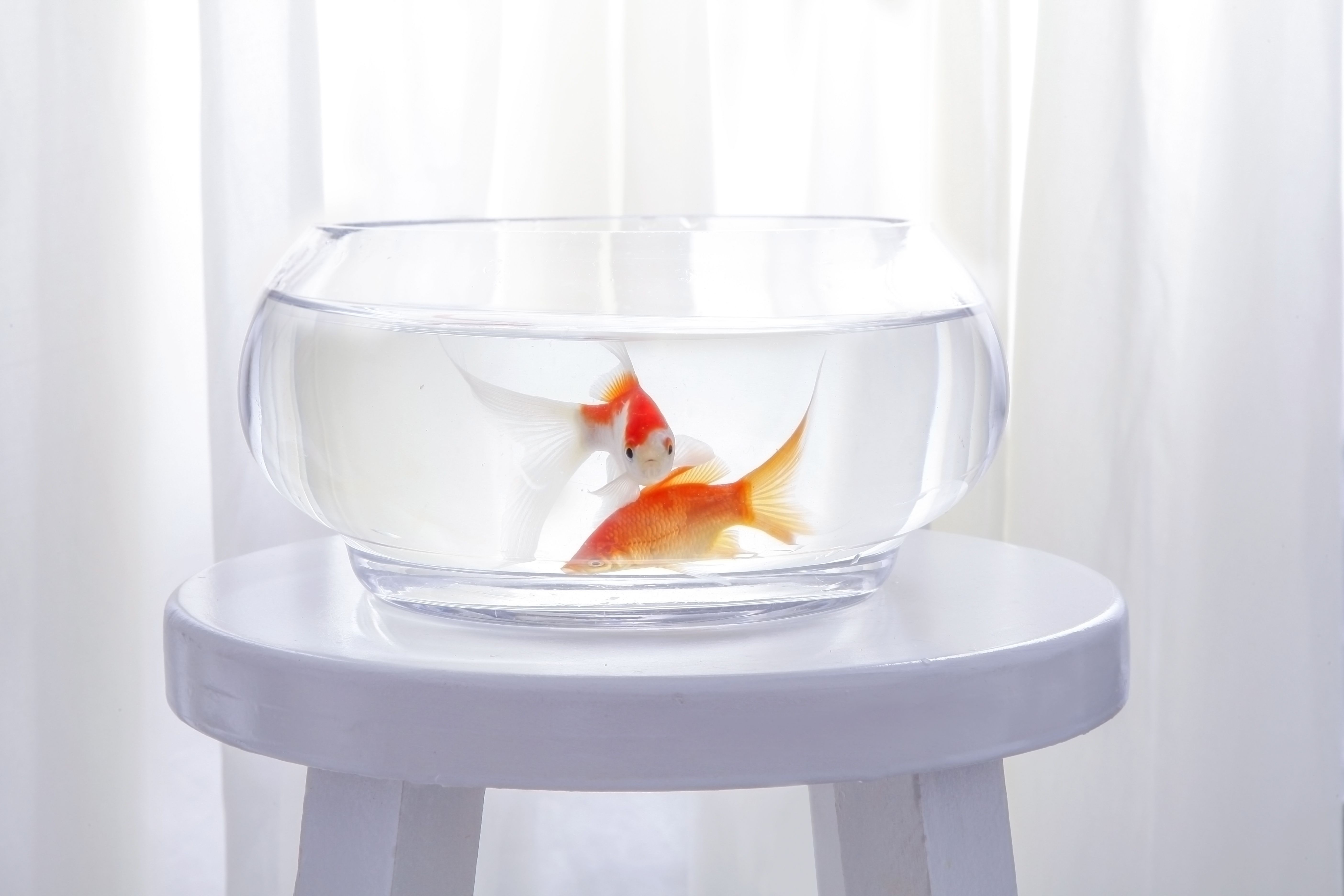 索一魚缸屬于什么檔次：索一魚缸與其他品牌對(duì)比，索一魚缸適合哪種消費(fèi)群體