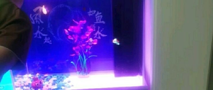 索一魚缸屬于什么檔次：索一魚缸與其他品牌對(duì)比，索一魚缸適合哪種消費(fèi)群體