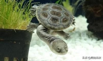 粗線和龍魚混養的結果顯示粗線和龍魚混養的結果：關于粗線魚和龍魚混養的問題