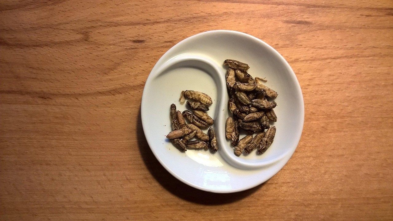如何挑選高質量的金龍魚擺件？