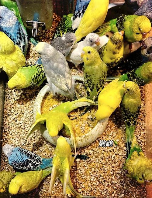 上海最大的水族市場地址，上海最大水族批發市場\