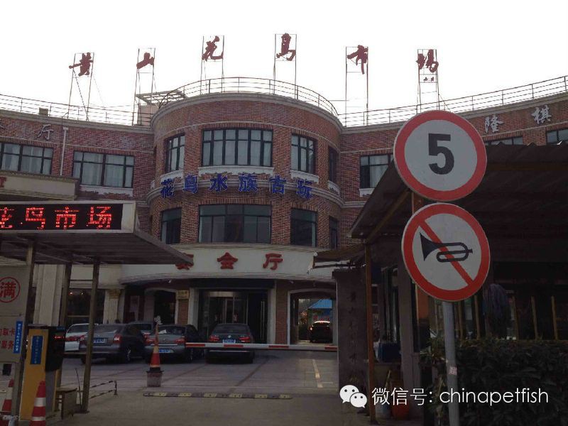 上海最大的水族市場地址，上海最大水族批發市場\