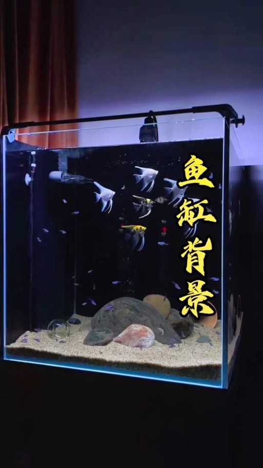 養(yǎng)金龍魚(yú)魚(yú)缸背景用什么顏色好看