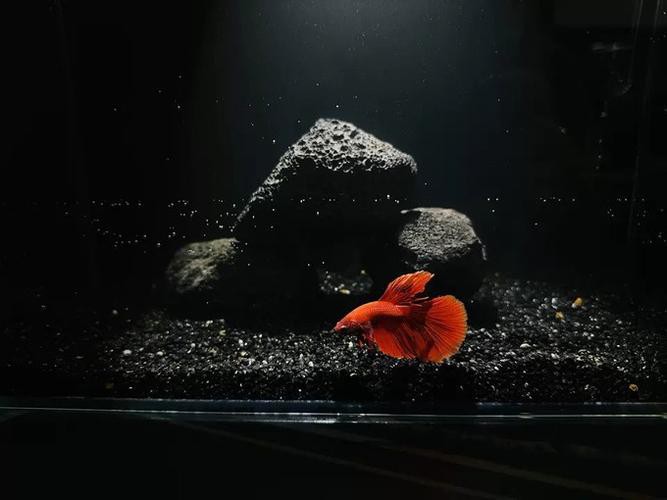 養(yǎng)金龍魚(yú)魚(yú)缸背景用什么顏色好看