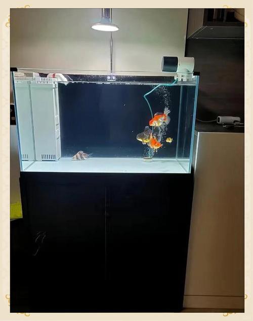 養(yǎng)金龍魚(yú)魚(yú)缸背景用什么顏色好看