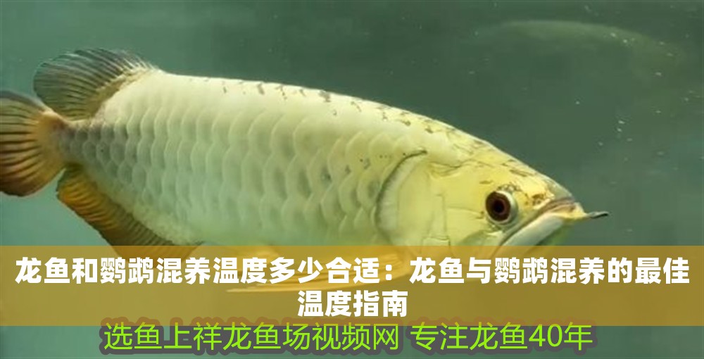 龍魚和鸚鵡混養溫度多少合適：龍魚與鸚鵡混養的最佳溫度指南