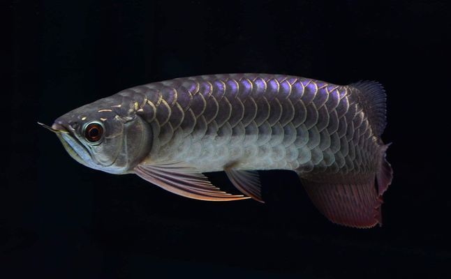 金龍魚吃食正常趴缸底怎么回事：金龍魚吃食正常但趴缸底可能涉及多種原因及解決方法