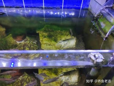 剛換水的魚缸壁上出現(xiàn)氣泡是由多種原因造成的：剛換水的魚缸壁上出現(xiàn)氣泡可能是由多種原因造成的