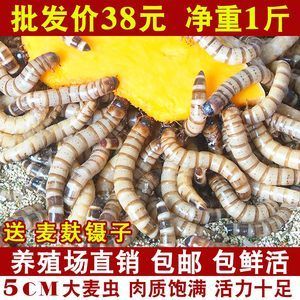 金龍魚養殖場喂什么：關于金龍魚養殖場喂養食物的信息