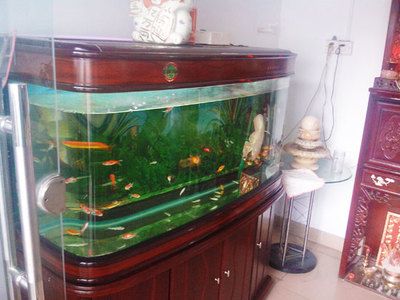 浚瀾魚缸怎么樣好用嗎：浚瀾魚缸免換水功能原理