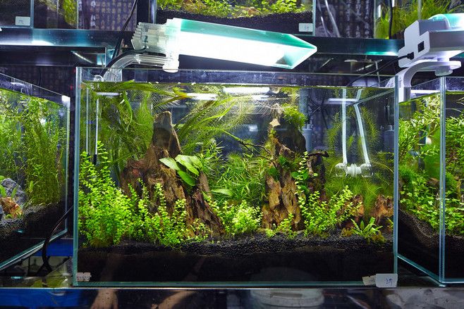30魚缸造景效果圖（30魚缸造景實際效果圖30魚缸造景效果圖）