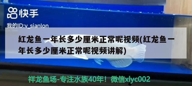冀州區李小花花店