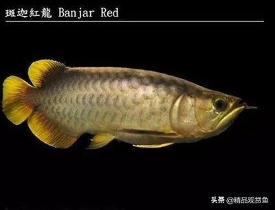 龍魚的產(chǎn)地在哪里：亞洲龍魚的產(chǎn)地遍布全球，亞洲龍魚的種類最為齊全，最受魚友喜愛