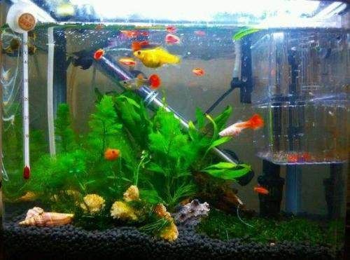 好魚缸和普通魚缸魚缸區(qū)別大嗎圖片對比（好魚缸和普通魚缸區(qū)別大嗎）