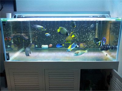 好魚缸和普通魚缸魚缸區(qū)別大嗎圖片對比（好魚缸和普通魚缸區(qū)別大嗎）