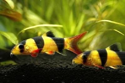 龍魚如何做檢疫檢測：關于龍魚檢疫檢測的詳細流程