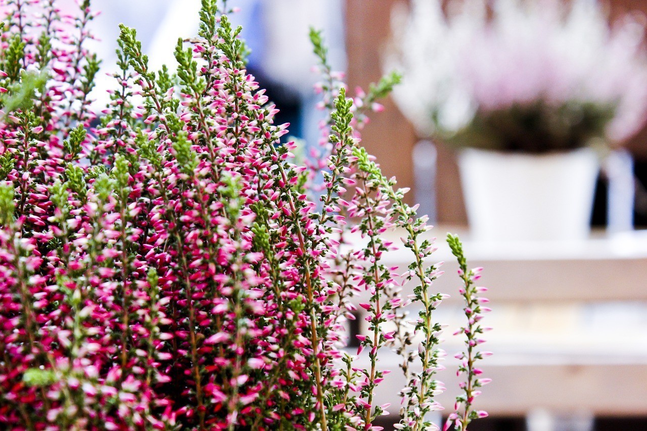 西寧經(jīng)濟技術(shù)開發(fā)區(qū)東川工業(yè)園區(qū)青梅花卉觀賞魚店在哪里