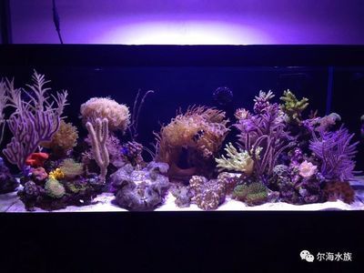 海水景觀魚缸設計資料：尋找海水景觀魚缸設計圖的重要性及其獲取途徑