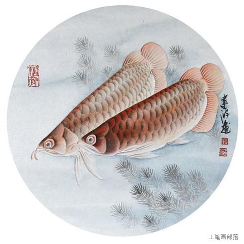 工筆金龍魚的圖片欣賞