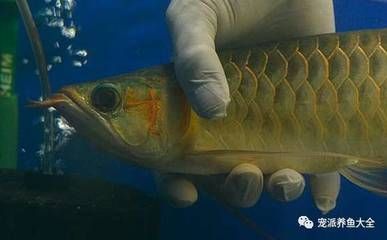 龍魚動手術：龍魚手術后如何護理