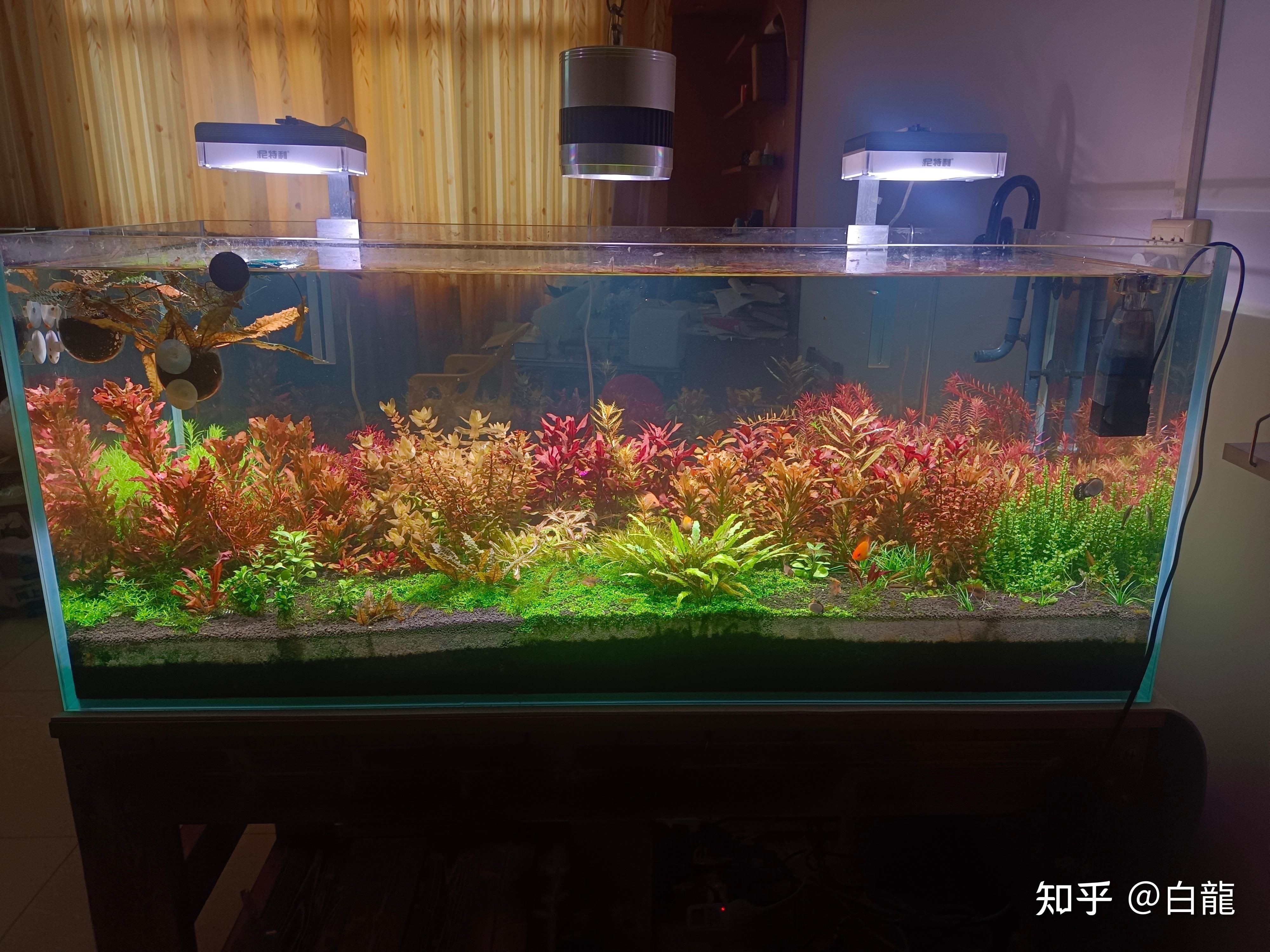 海景坊魚缸的價格范圍：水族箱養(yǎng)護指南，