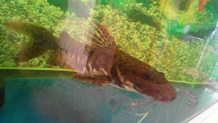 紅龍魚喂什么鰭尾長得快些：紅龍魚喂什么鰭尾長得快